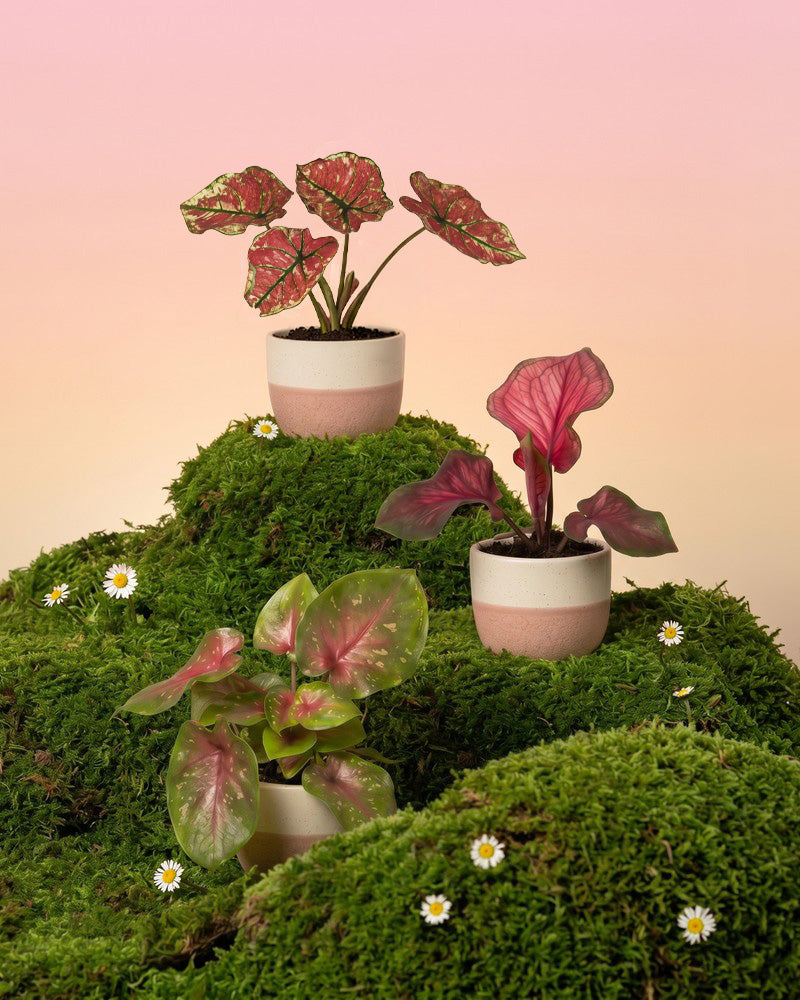 Drei Baby Caladium in cremeweiss-rosa Variado-Übertöpfen stehen auf hellen Würfel-Podesten auf einem Moos-Hügel mit Gänseblümchen vor zartrosa Hintergrund.