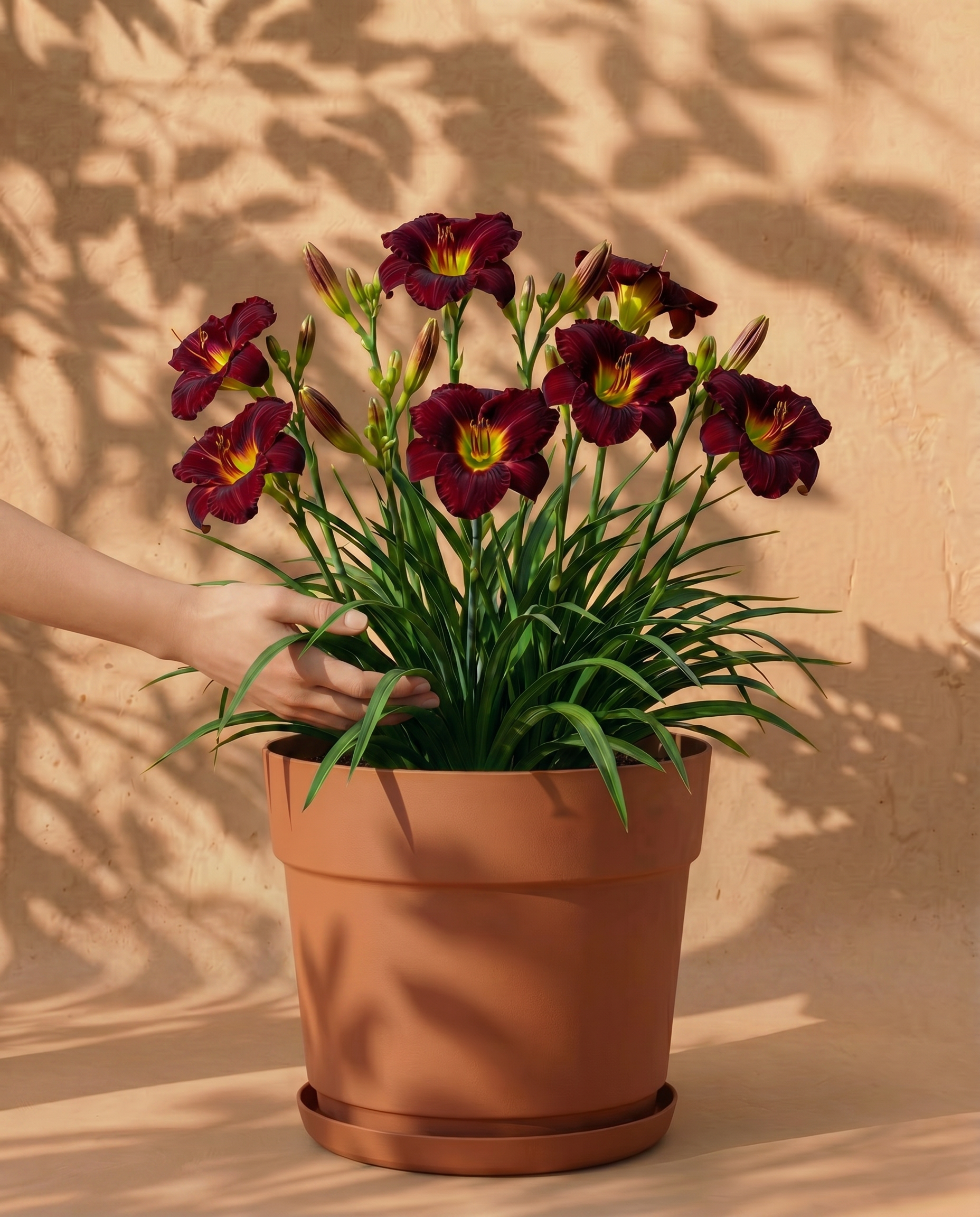 Weinrote Hemerocallis im terracota Bloom-Übertopf mit dekorativem Band und Untersetzer
