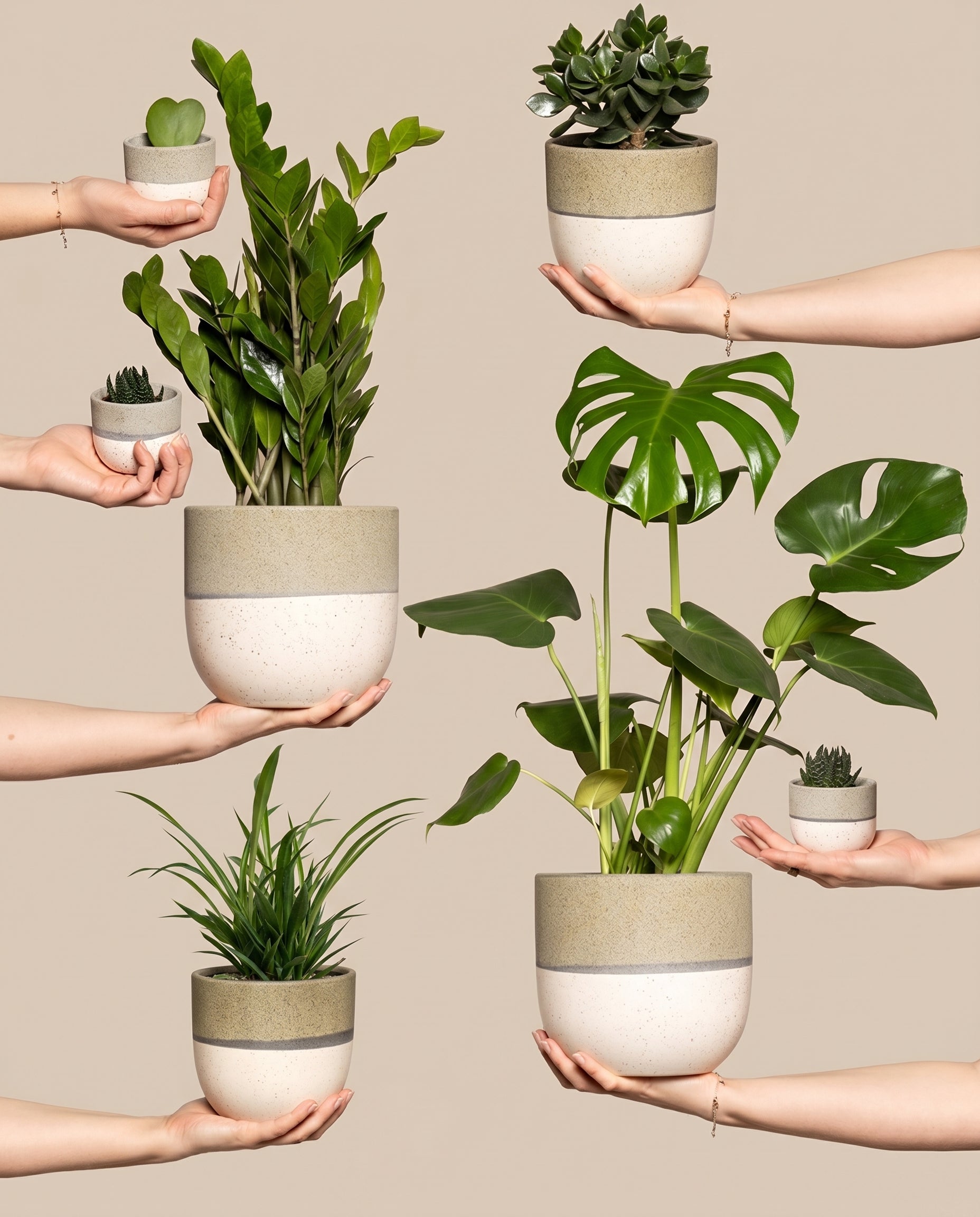 Hands präsentiert das „Homeoffice-Pflanzen-Set“, bestehend aus einem großen Blattgrün, einer Grünlilie, Sukkulenten und einer leuchtenden Monstera in cremefarbenen Töpfen mit hellbraunem Band – ideal, um jedes Homeoffice zu beleben.
