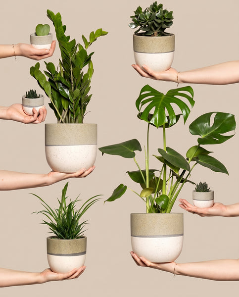 Hands präsentiert das „Homeoffice-Pflanzen-Set“, bestehend aus einem großen Blattgrün, einer Grünlilie, Sukkulenten und einer leuchtenden Monstera in cremefarbenen Töpfen mit hellbraunem Band – ideal, um jedes Homeoffice zu beleben.