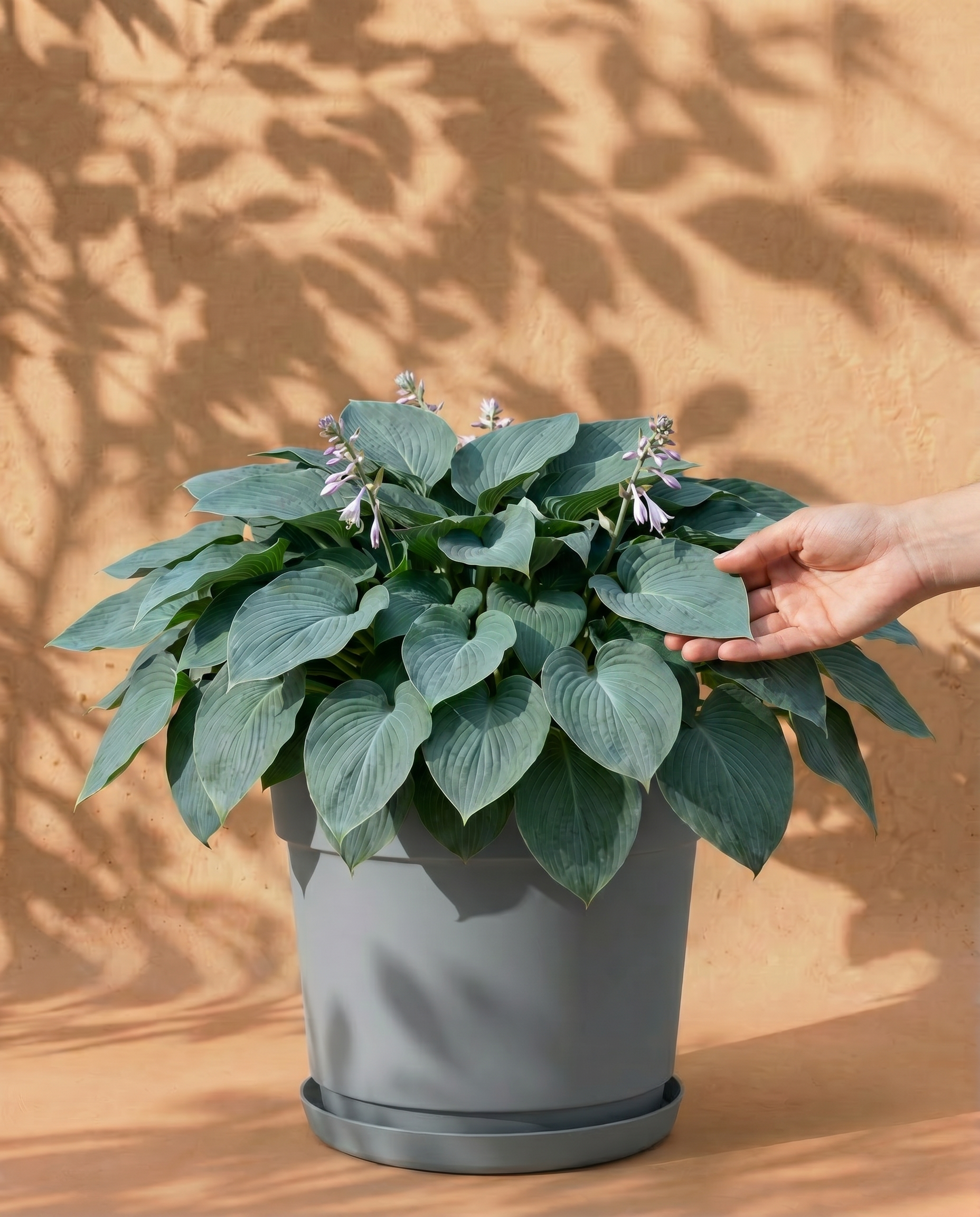 Blaue Hosta im grauen Bloom-Übertopf mit dekorativem Band und Untersetzer