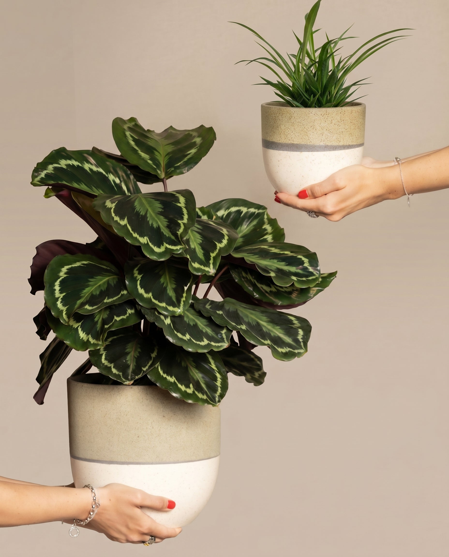 Zwei Hände halten zwei Topfpflanzen aus dem Set Kinderfreundliches Duo vor einem beigen Hintergrund. Die größere Pflanze links, eine Große Calathea roseoptica, hat breite, dunkelgrüne Blätter mit helleren grünen Mustern. Die kleinere Pflanze rechts hat lange, dünne Blätter mit weißen Streifen. Beide Töpfe sind weiß mit einem grünen Band.