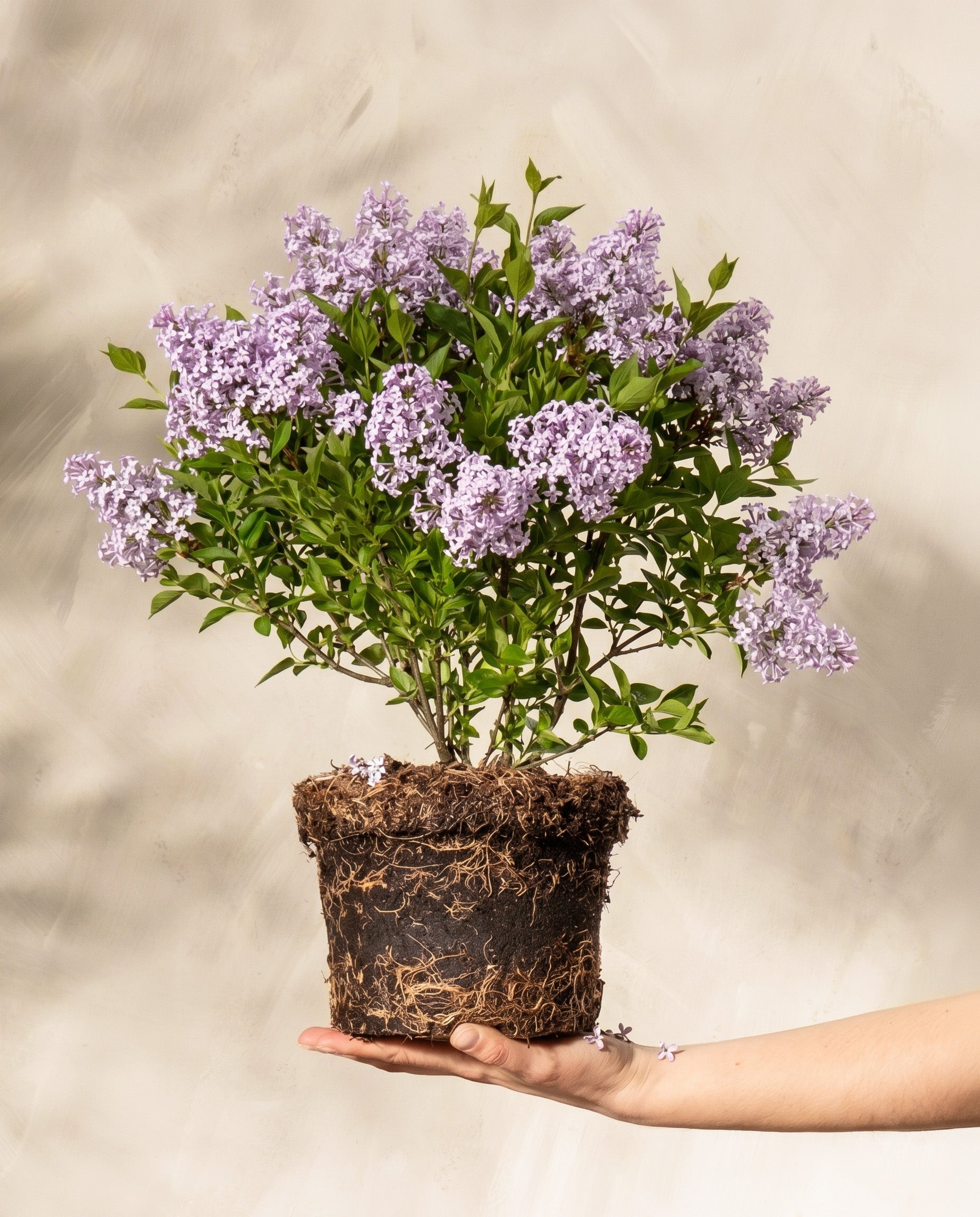 Eine Hand hält eine getopfte Flieder 'Miss Kim' mit freiliegenden Wurzeln, Büscheln von kleinen hellvioletten Blüten und grünen Blättern vor einem zartbeigen Hintergrund - eine elegante, pflegeleichte Pflanze für jeden Raum.