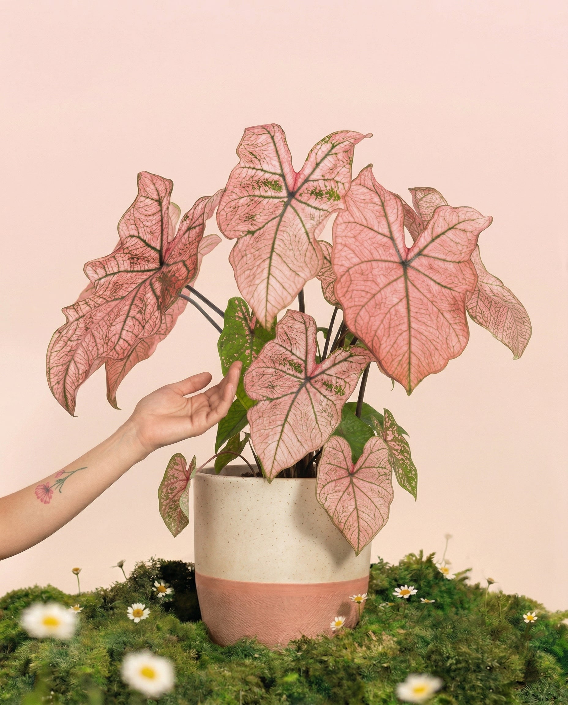 Eine Hand berührt sanft die herzförmigen rosa und grünen Blätter von Caladium 'Spring Fling' in einem zweifarbigen Keramiktopf, der auf grünem Moos mit kleinen weißen Blüten vor einem blassrosa Hintergrund steht.