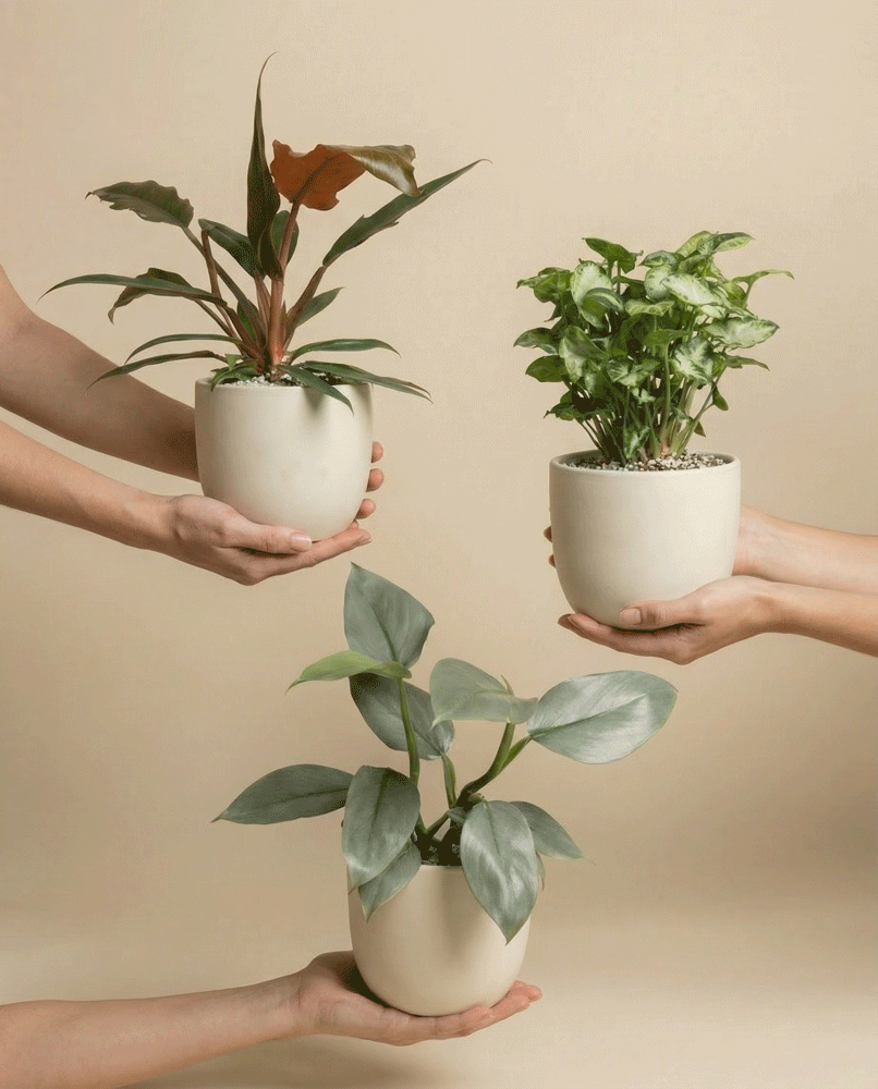 Drei Hände halten jeweils eine Topfpflanze vor einem beigen Hintergrund. Das Kleine Überraschungspflanzen (3er Set) zeigt eine Mischung aus grünen Blättern in einfachen, runden, hellen Töpfen - perfekt, um Ihrem Raum einen frischen Stil zu verleihen.