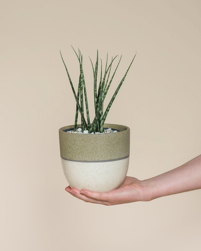 Eine Hand hält einen runden, zweifarbigen Keramiktopf mit der Sansevieria 'Mikado' - feey, die für ihre großen, schmalen grünen Blätter bekannt ist. Der Hintergrund ist einfarbig beige.