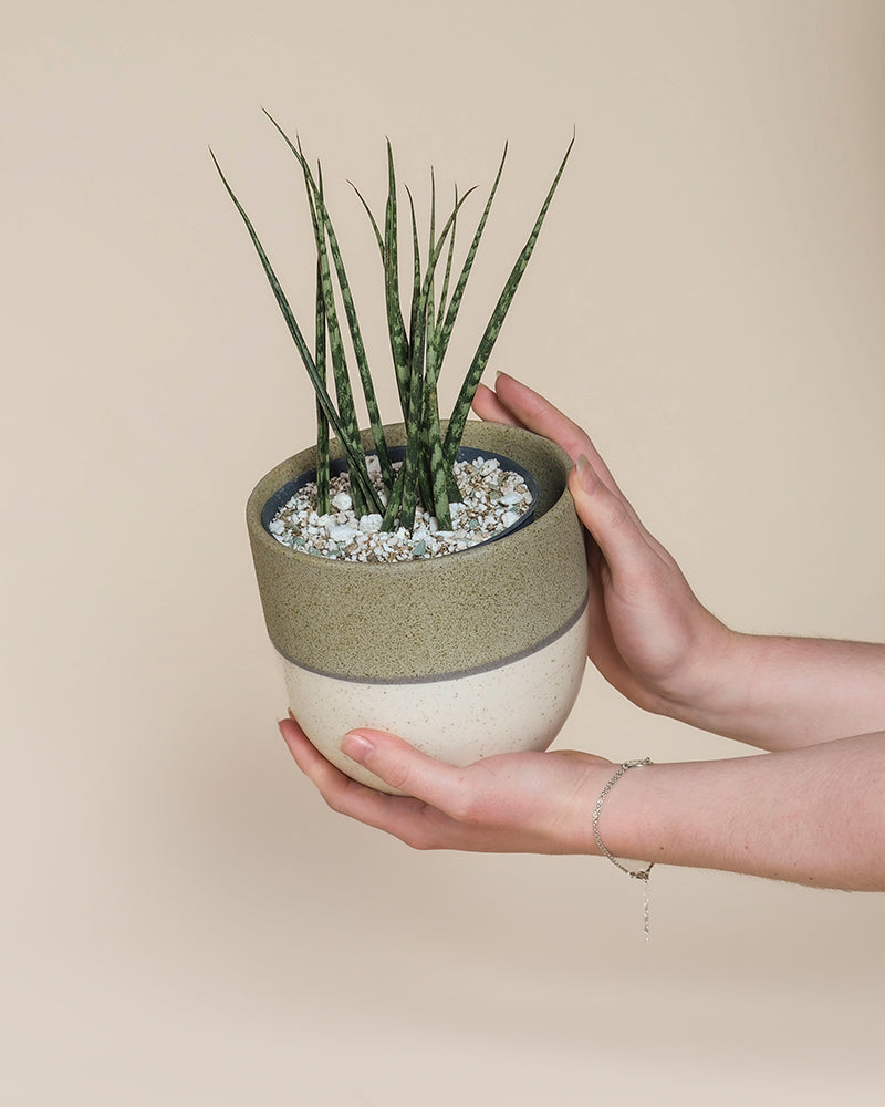 Ein Paar Hände hält eine Sansevieria 'Mikado' - feey, deren große grüne Blätter in einem zweifarbigen Keramiktopf mit Kieselsteinen vor einem beigen Hintergrund stehen.
