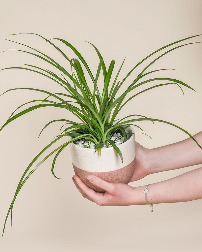 Eine Person mit einem silbernen Armband hält eine Grüne Grünlilie - eine Fee mit langen, schlanken grünen Blättern und weißen Steinen auf dem Boden, die vor einem schlichten beigen Hintergrund steht.