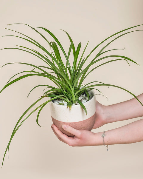 Eine Person mit einem silbernen Armband hält eine Grüne Grünlilie - eine Fee mit langen, schlanken grünen Blättern und weißen Steinen auf dem Boden, die vor einem schlichten beigen Hintergrund steht.
