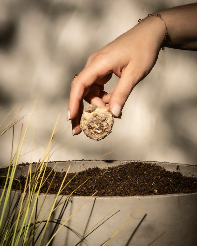 Eine Hand hält eine Samenkugel über einem mit Erde gefüllten Pflanzgefäß neben sprießenden Calla-Rhizomen (Rosa) und grünen, grasähnlichen Pflanzen, alles vor einem sanft beleuchteten Hintergrund mit sanften Schatten.