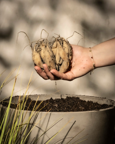 Eine Hand hält kleine hellbraune Knollen über einen großen runden Topf mit Erde. Im Vordergrund sind Grashalme zu sehen, der Hintergrund ist leicht verschwommen und lässt fast die Blüte der Stern-Dahlie (dunkelrot) erahnen.