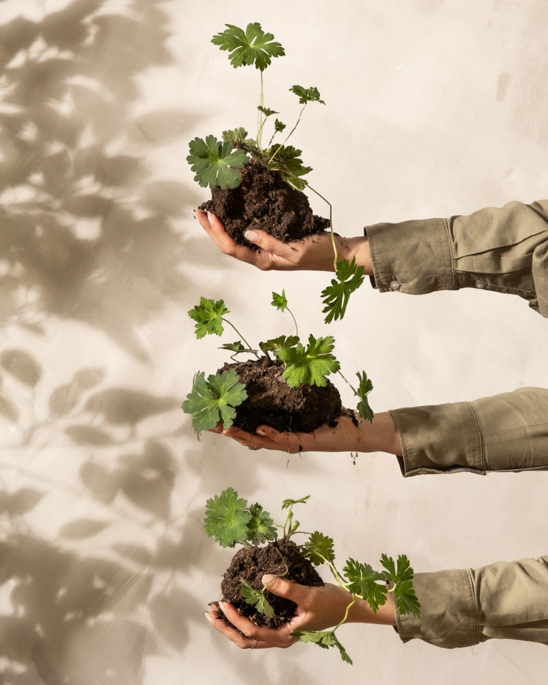 Drei vertikal angeordnete Hände, die jeweils eine kleine Pflanze mit grünen Blättern und Erde halten, vor einem beigen Hintergrund. Die Pflanzen, darunter das Violettes Geranium Trio, werfen Schatten an die Wand und verleihen dem Bild Struktur und Tiefe. Die Szene suggeriert Wachstum, Pflege und Natur.