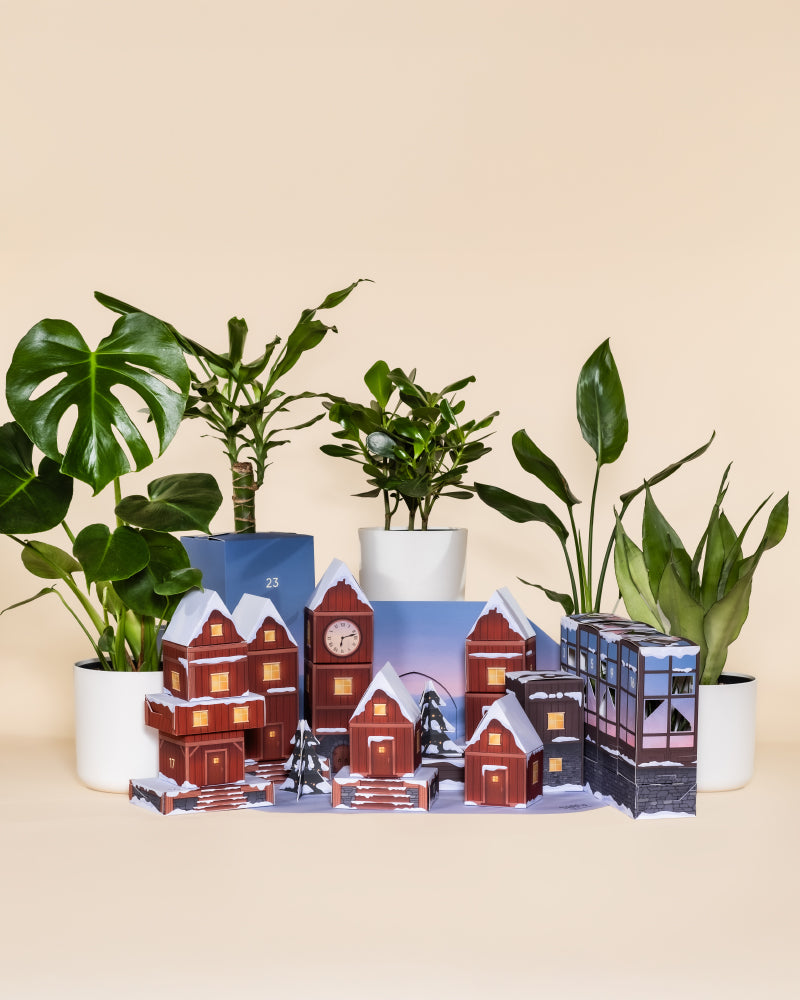 Pflanzen Adventskalender (Dschungel-Version)