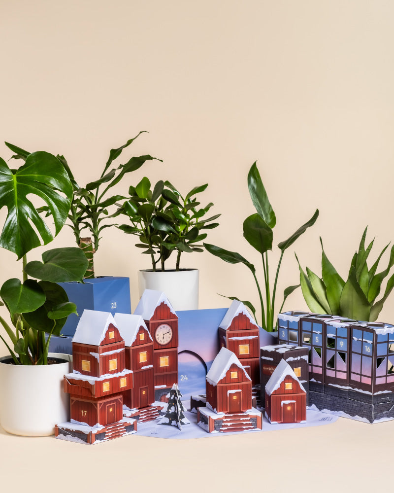 Pflanzen Adventskalender (Dschungel-Version)