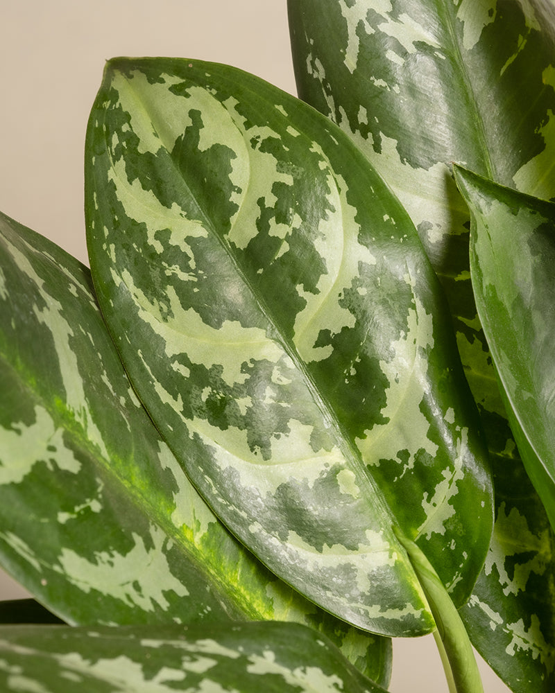 Aglaonema Amazon Silver