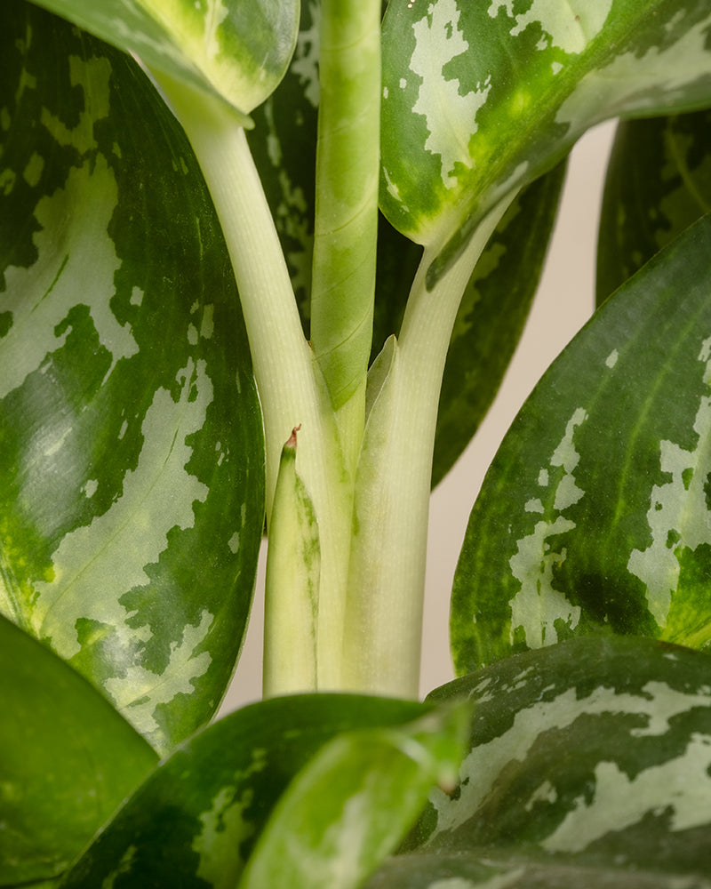 Aglaonema Amazon Silver