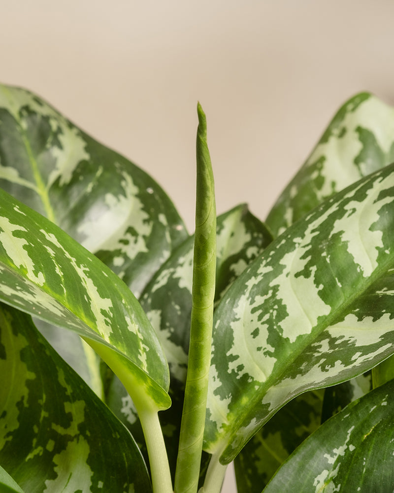 Aglaonema Amazon Silver