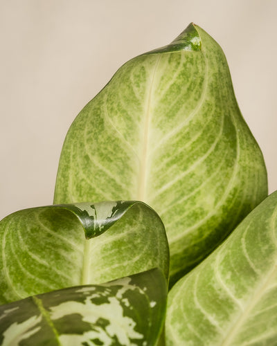 Aglaonema Amazon Silver