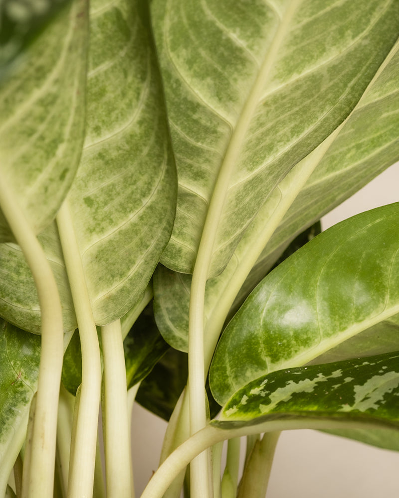 Aglaonema Amazon Silver