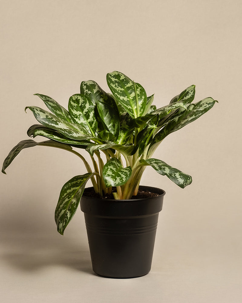 Aglaonema Amazon Silver