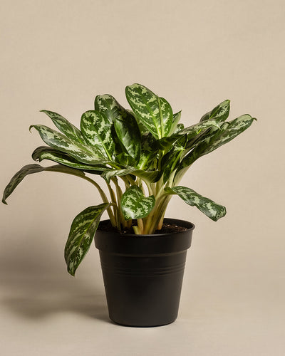 Aglaonema Amazon Silver