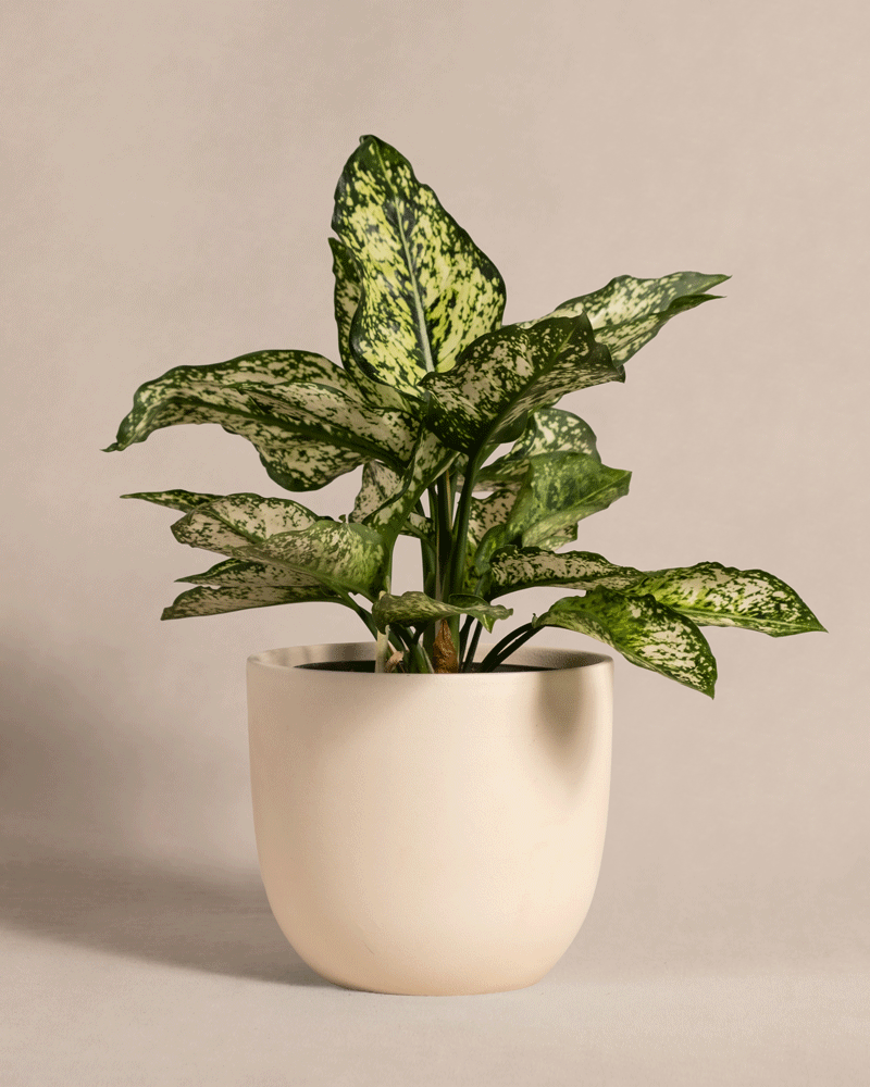 Eine Topfpflanze der Sorte Aglaonema Kiwi mit großen, bunten grünen Blättern mit weißen Sprenkeln steht in einem hellbeigen Keramiktopf vor einem schlichten, hellbraunen Hintergrund. Diese robuste Zimmerpflanze hat mehrere kräftige Stiele, die ihr üppiges Blattwerk stützen, ähnlich der Schönheit einer Aglaonema Kiwi.