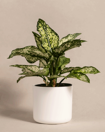 Eine grün und creme gesprenkelte Zimmerpflanze, bekannt als Aglaonema Kiwi, steht in einem weißen Keramiktopf vor einem schlichten beigen Hintergrund. Die Aglaonema Kiwi hat breite, längliche Blätter mit einer Mischung aus dunkelgrüner und hellgrüner Panaschierung.