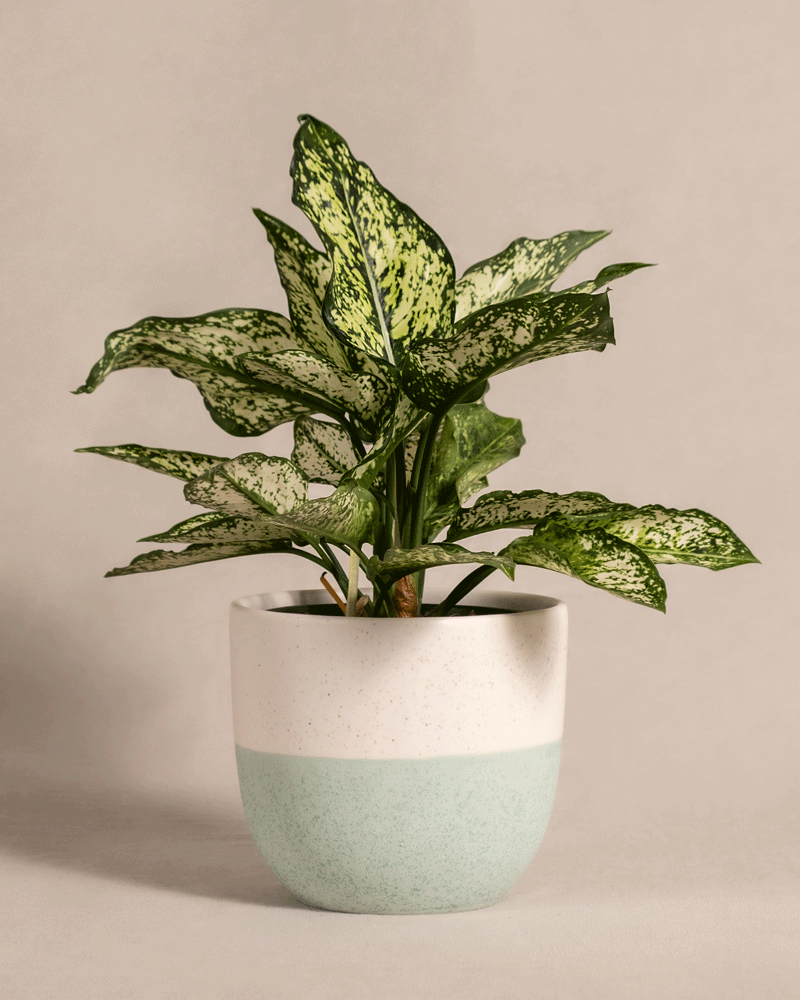 Eine Aglaonema Kiwi, eine Zimmerpflanze mit großen grünen Blättern mit weißen Sprenkeln, steht in einem minimalistischen weißen und hellgrünen Keramiktopf vor einem schlichten beigen Hintergrund.