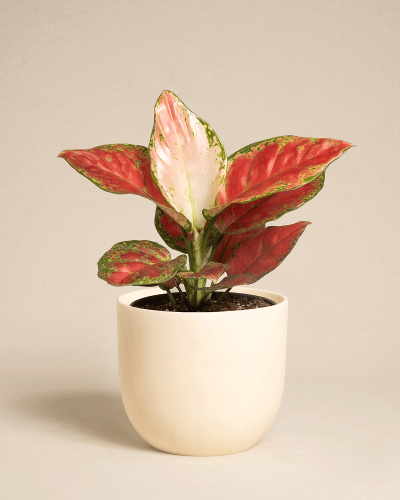 Die Aglaonema Cayenne Red mit großen rosa, roten und grünen Blättern steht in einem einfachen weißen Topf vor einem neutralen Hintergrund.