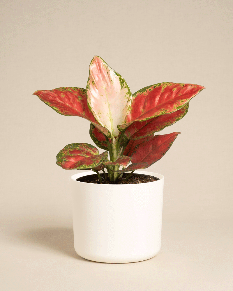 Die Aglaonema Cayenne Red zeichnet sich durch große, bunte Blätter in Rot, Rosa und Grün aus, die in einem weißen Topf vor einem schlichten beigen Hintergrund präsentiert werden.