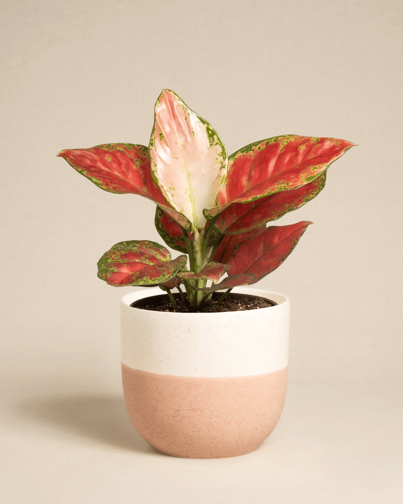 Die Aglaonema Cayenne Red zeichnet sich durch große, bunte Blätter in Rot, Grün und Weiß aus, die in einem weiß-rosa Keramiktopf vor einem schlichten beigen Hintergrund stehen.