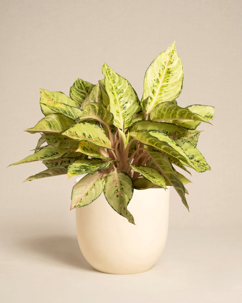 Die Aglaonema Chartreuse Pretty ist eine grün und gelb bunte Zimmerpflanze mit breiten Blättern, die in einem cremefarbenen Topf vor einem schlichten beigen Hintergrund präsentiert wird.
