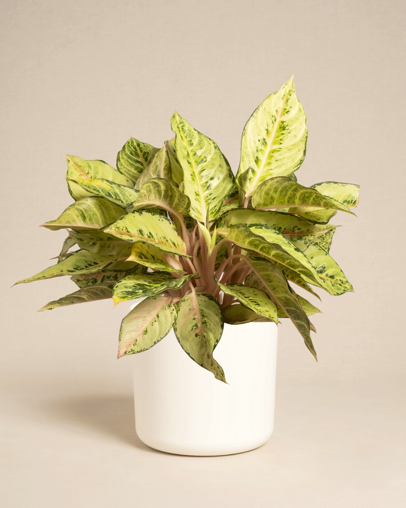 Die Aglaonema Chartreuse Pretty ist eine grünblättrige Zimmerpflanze mit hellgrünen und gelben bunten Blättern, die in einem einfachen weißen Topf vor einem schlichten beigen Hintergrund präsentiert wird.
