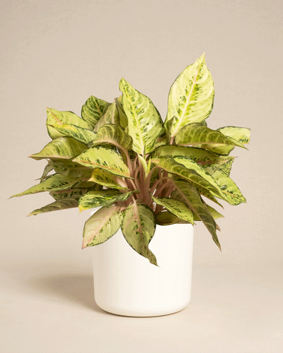 Die Aglaonema Chartreuse Pretty ist eine grünblättrige Zimmerpflanze mit hellgrünen und gelben bunten Blättern, die in einem einfachen weißen Topf vor einem schlichten beigen Hintergrund präsentiert wird.