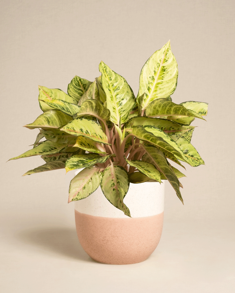Die Aglaonema Chartreuse Pretty hat grün und gelb bunte Blätter in einem zweifarbigen rosa und weißen Keramiktopf, der vor einem schlichten beigen Hintergrund präsentiert wird.