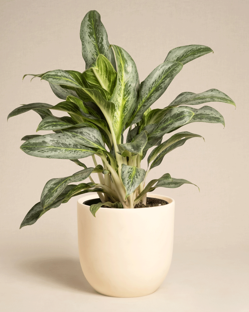 Die Aglaonema Emerald Stone, eine grünblättrige Zimmerpflanze mit buntem Laub, wird in einem einfachen hellbeigen Keramiktopf vor einem schlichten, neutralen Hintergrund präsentiert.
