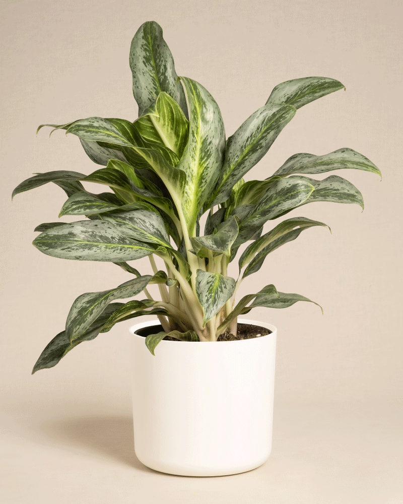 Die Aglaonema Emerald Stone hat üppige, grün und silber gefleckte Blätter und wird in einem einfachen weißen Keramiktopf vor einem schlichten beigen Hintergrund geliefert.