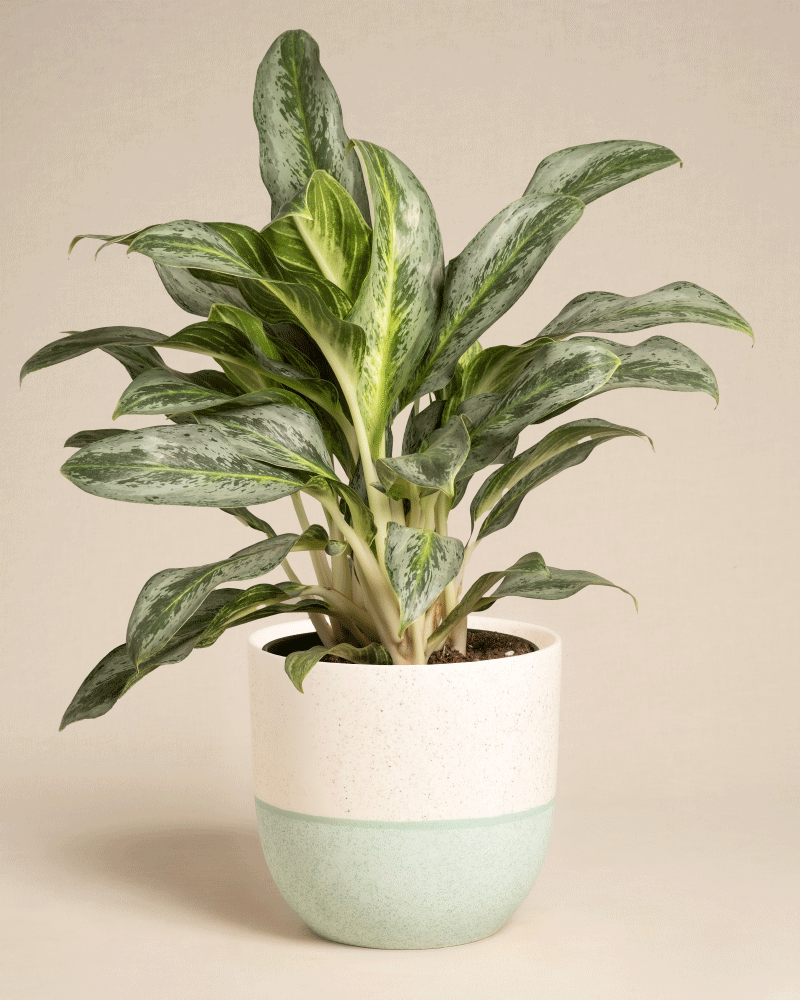 Die Aglaonema Emerald Stone, eine grüne Zimmerpflanze mit gesprenkelten Blättern, wird in einem weißen und hellgrünen Keramiktopf vor einem schlichten beigen Hintergrund präsentiert.