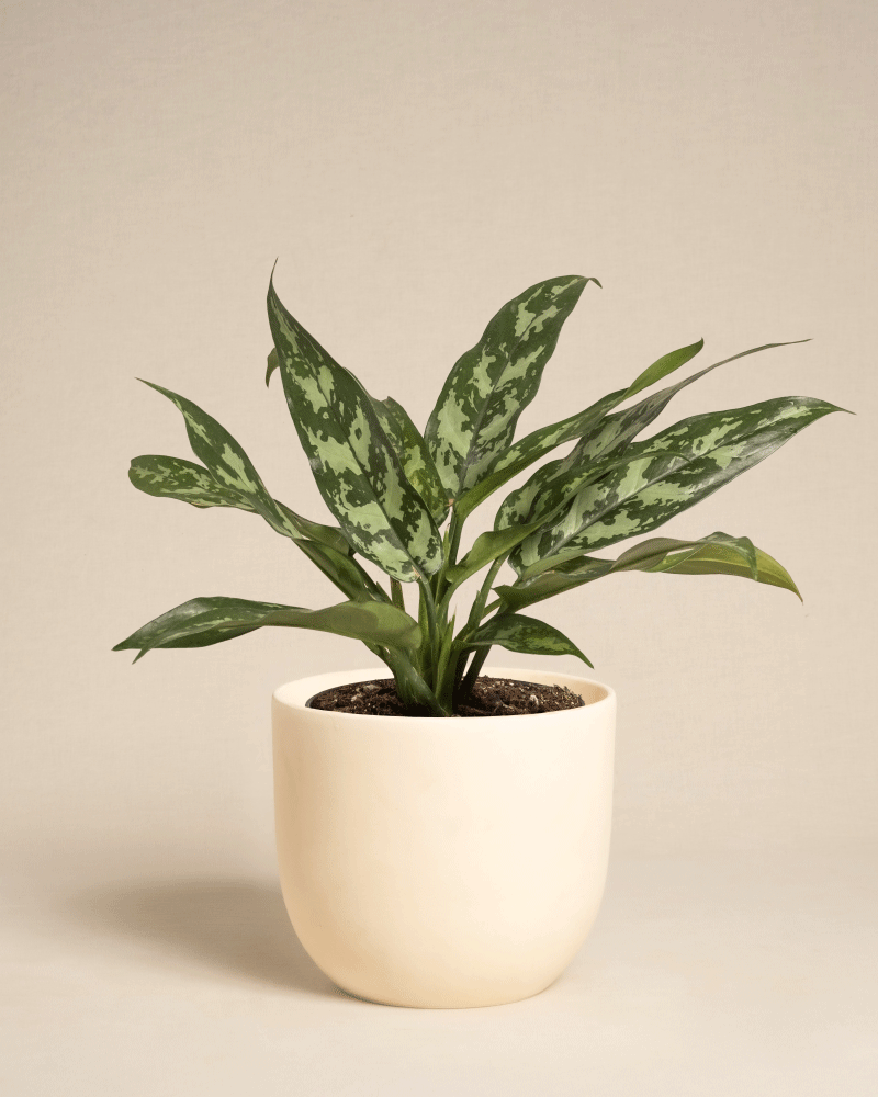 Die Aglaonema Maria ist eine grünblättrige Pflanze mit länglichen, gesprenkelten Blättern in einem cremefarbenen Keramiktopf, der vor einem schlichten beigen Hintergrund präsentiert wird.