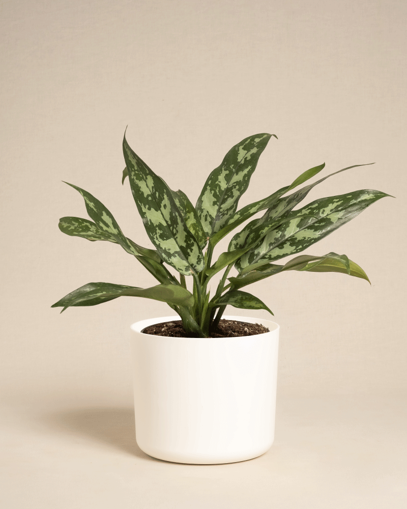 Die Aglaonema Maria ist eine grüne Zimmerpflanze mit langen, spitzen Blättern mit hell- und dunkelgrünen Mustern. Sie wird in einem weißen Topf auf schlichtem beigem Hintergrund präsentiert.