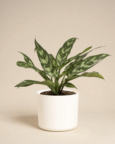 Die Aglaonema Maria ist eine grüne Zimmerpflanze mit langen, spitzen Blättern mit hell- und dunkelgrünen Mustern. Sie wird in einem weißen Topf auf schlichtem beigem Hintergrund präsentiert.