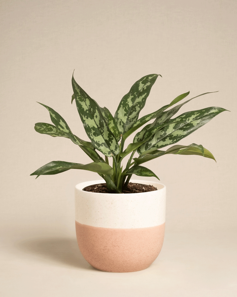 Die Aglaonema Maria, eine grüne Blattpflanze mit bunten Blättern, wird in einem zweifarbigen rosa-weißen Keramiktopf vor einem schlichten beigen Hintergrund präsentiert.
