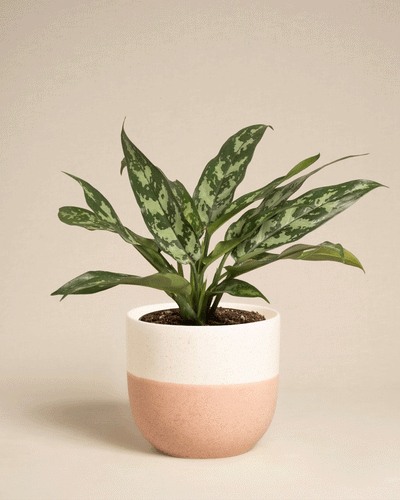 Die Aglaonema Maria, eine grüne Blattpflanze mit bunten Blättern, wird in einem zweifarbigen rosa-weißen Keramiktopf vor einem schlichten beigen Hintergrund präsentiert.