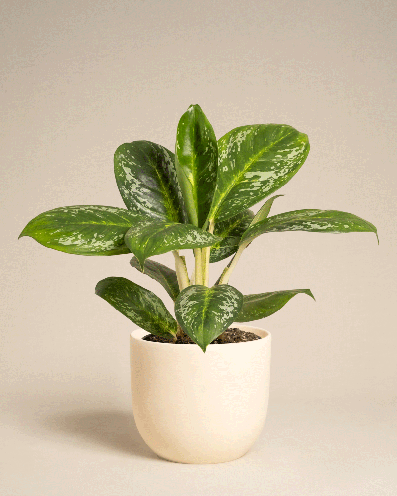 Die Aglaonema Onyx Green ist eine Zimmerpflanze mit großen, glänzenden, weiß gesprenkelten Blättern in einem einfachen cremefarbenen Keramiktopf vor einem schlichten beigen Hintergrund.