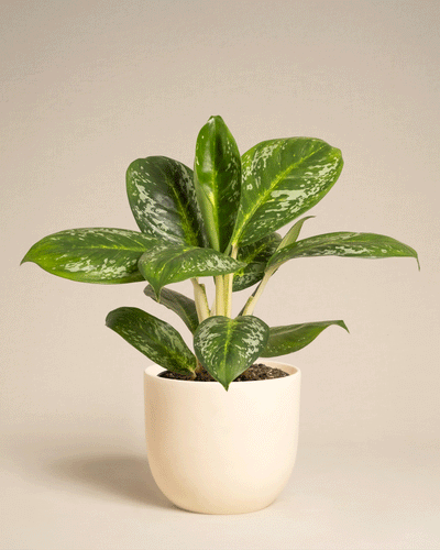 Die Aglaonema Onyx Green ist eine Zimmerpflanze mit großen, glänzenden, weiß gesprenkelten Blättern in einem einfachen cremefarbenen Keramiktopf vor einem schlichten beigen Hintergrund.