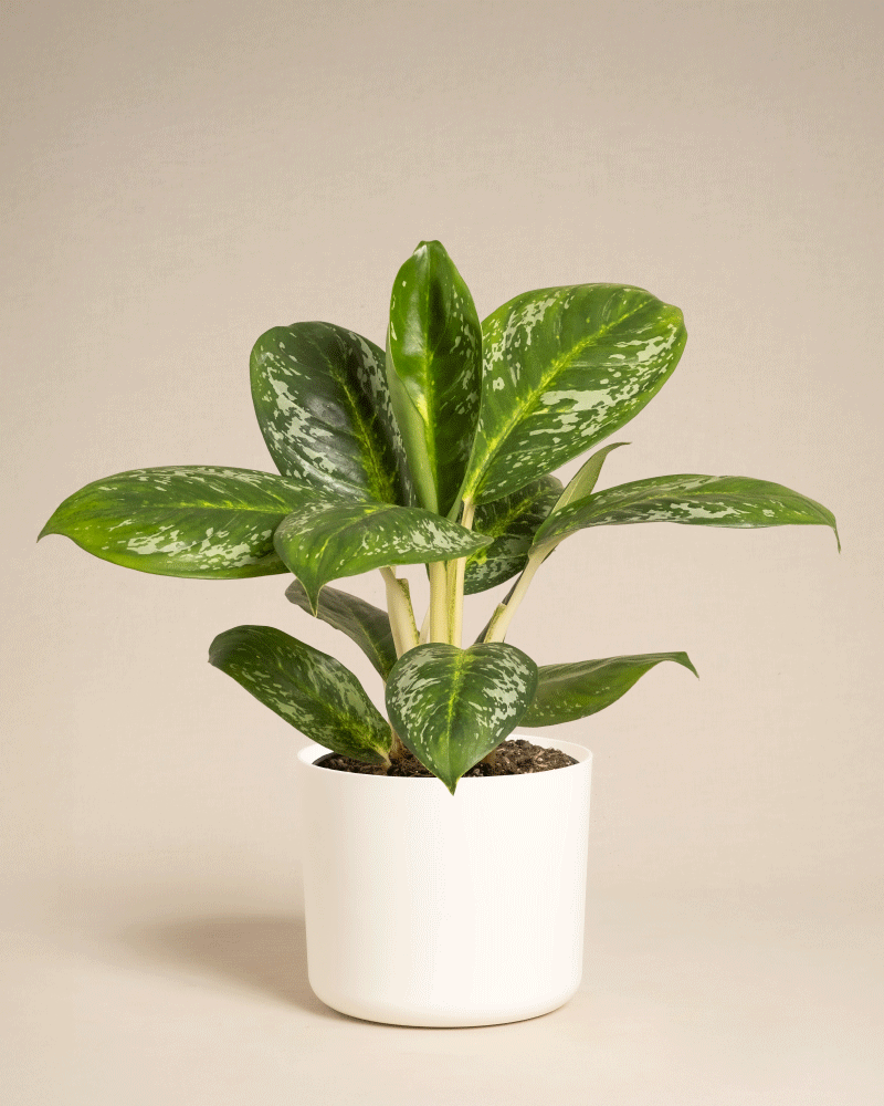 Die Aglaonema Onyx Green, eine üppige Zimmerpflanze mit breiten, bunten Blättern, wird in einem einfachen weißen Topf vor einem neutralen beigen Hintergrund präsentiert.