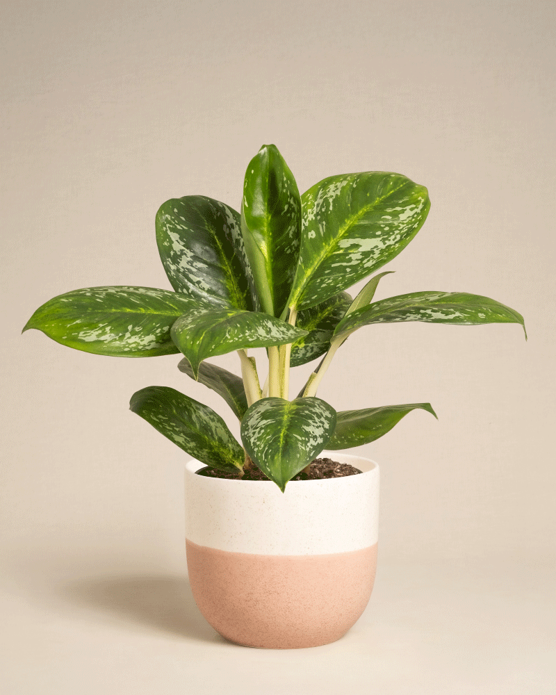 Die Aglaonema Onyx Green hat weiß gesprenkelte grüne Blätter und wird in einem weiß-rosa Keramiktopf vor einem schlichten beigen Hintergrund geliefert.