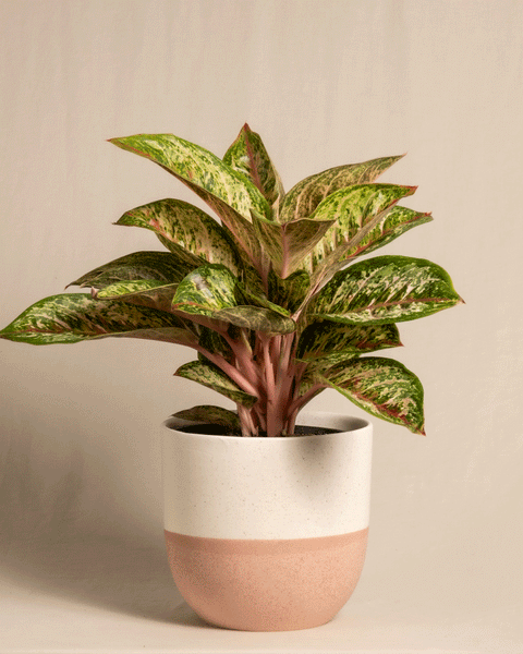Eine grüne Topfpflanze vom Typ Aglaonema Painted Celebration mit bunten Blättern, die eine Mischung aus hell- und dunkelgrünen Flecken aufweisen. Die Pflanze wächst in einem weißen und hellbraunen Keramiktopf vor einem schlichten beigen Hintergrund.