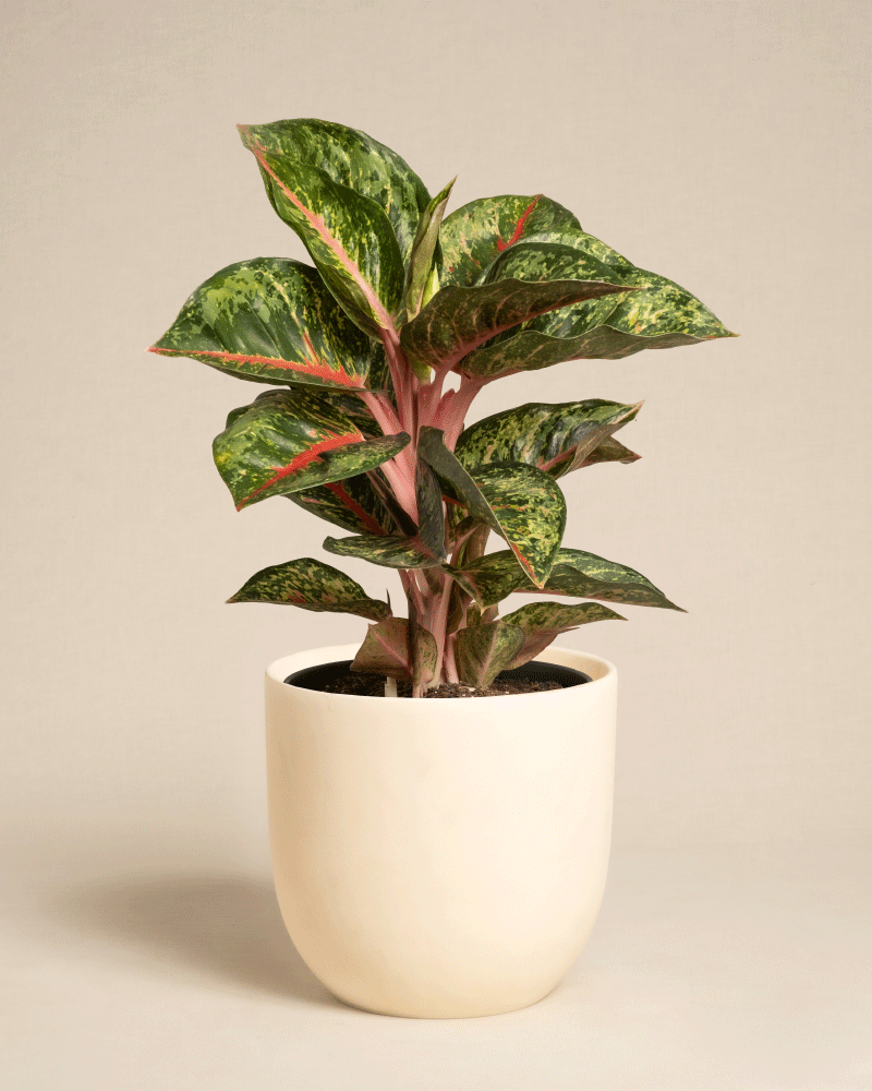 Die Aglaonema Paradise Red ist eine grünblättrige Zimmerpflanze mit rosa Stielen und rot akzentuierten Blättern, die in einem einfachen weißen Keramiktopf vor einem neutralen Hintergrund präsentiert wird.