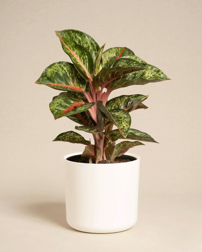 Die Aglaonema Paradise Red ist eine Topfpflanze mit grün, rot und rosa bunten Blättern an rosafarbenen Stielen, die in einem einfachen weißen Topf vor einem schlichten beigen Hintergrund präsentiert wird.